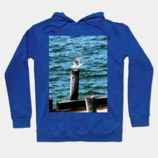 Seagulls - Seagull Landing Hoodie